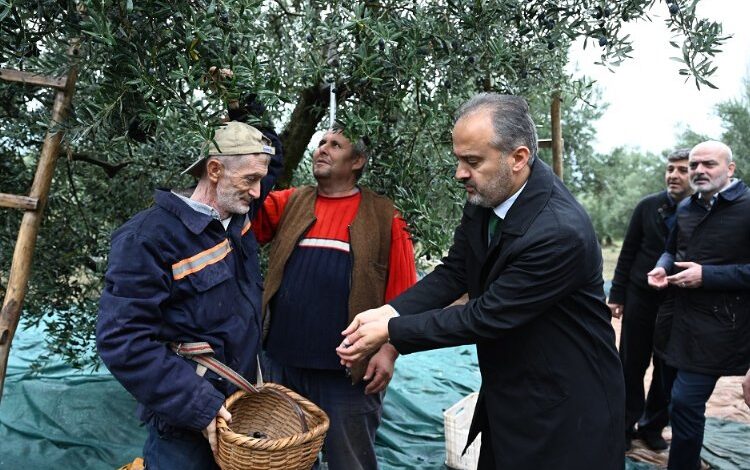 Bursa Büyükşehir’den zeytin üreticilerine yaygı desteği
