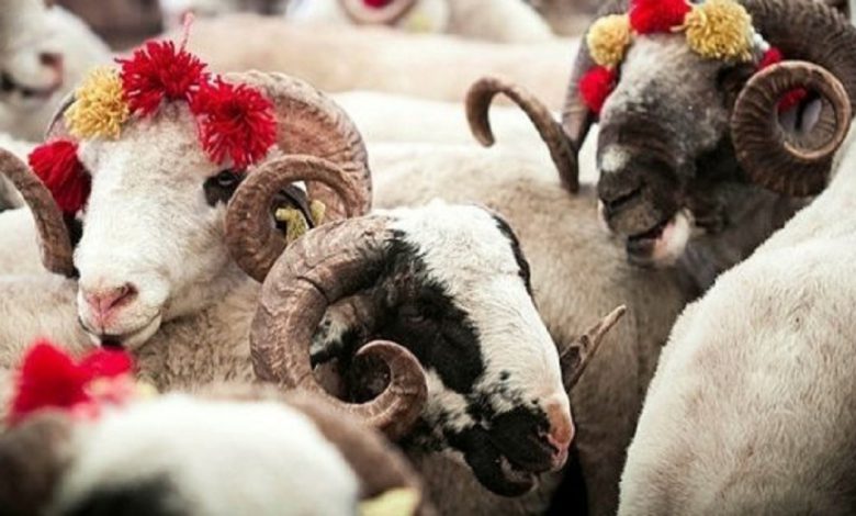 Kızılay kurban vekalet fiyatlarını belirledi Kızılay kurban vekalet fiyatlarını belirledi