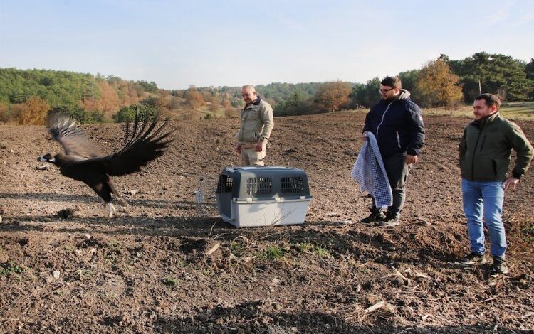 Tedavileri bitti, özgürlüğe uçtular Tedavileri bitti, özgürlüğe uçtular