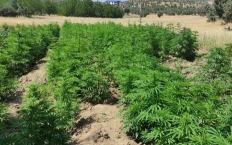 İçişleri’nden Diyarbakır Gömeç’e narkoterör ‘Abluka’sı İçişleri’nden Diyarbakır Gömeç’e narkoterör ‘Abluka’sı