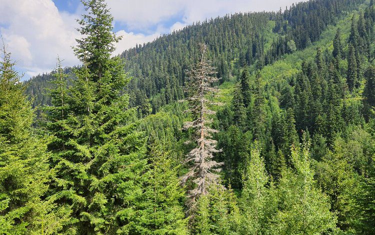 Artvin’de 19 orman parçası tescillendi Artvin’de 19 orman parçası tescillendi