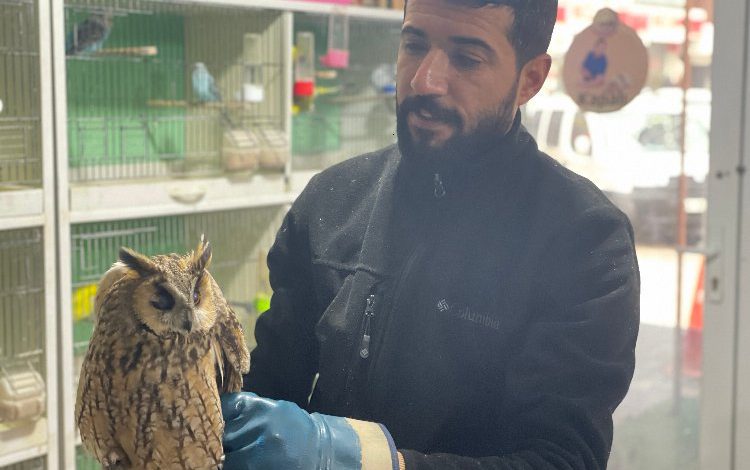 Adıyaman’da soğuktan yorgun düşen baykuş ‘Milli’ korumada Adıyaman’da soğuktan yorgun düşen baykuş ‘Milli’ korumada