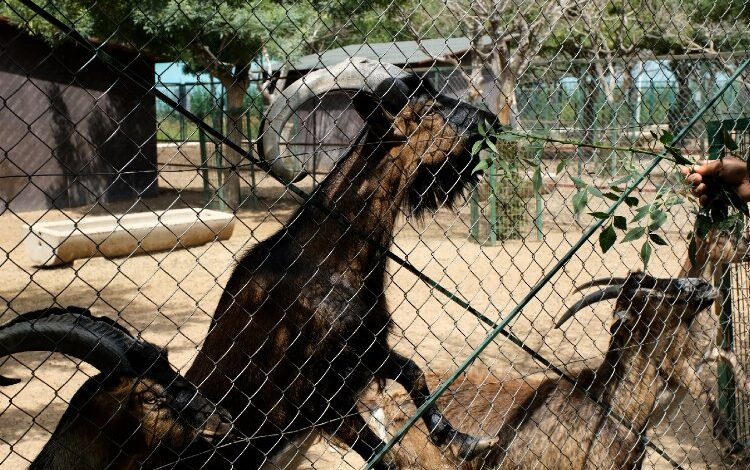 Orduzu bayram süresince öğrencilere ücretsiz