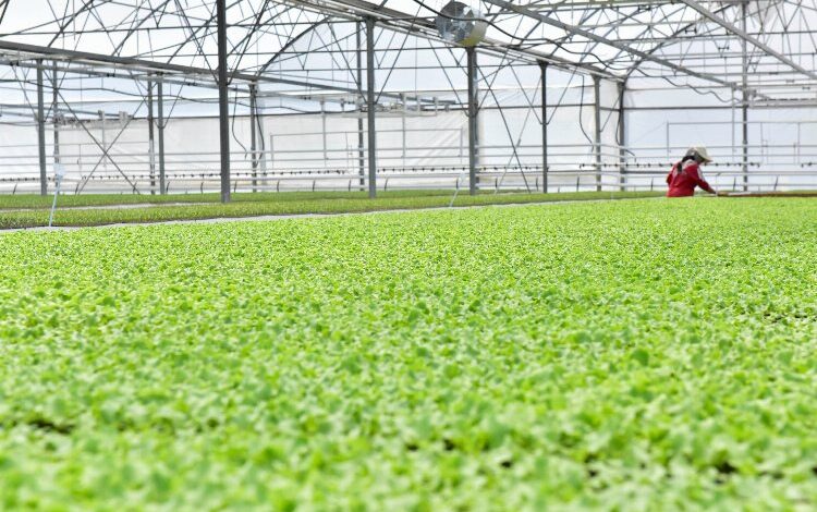 Depremzede çiftçiye 10 tır sebze fidesi