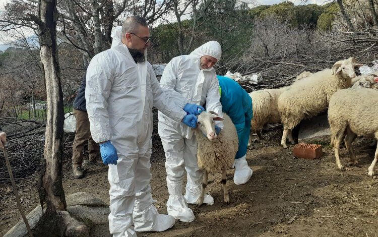 İzmit’teki küçükbaş hibelere ‘şap’ ertelemesi