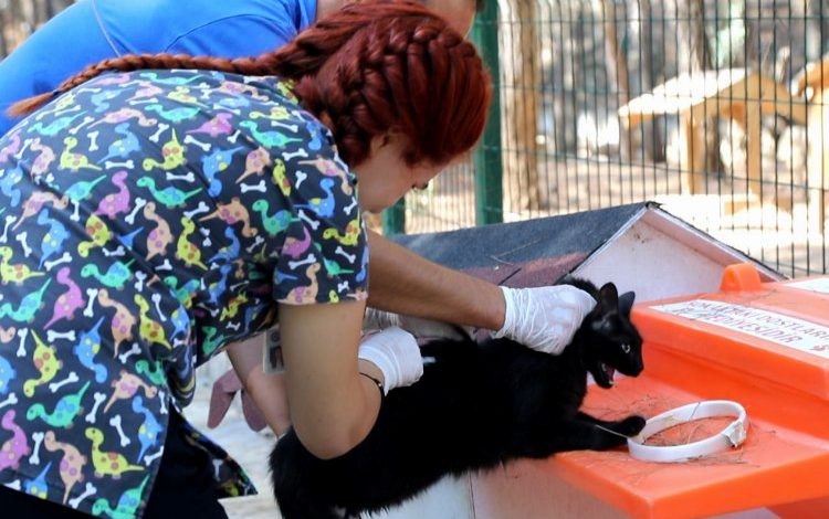 Muğla’da kampüs içerisindeki can dostlara bakım Muğla’da kampüs içerisindeki can dostlara bakım