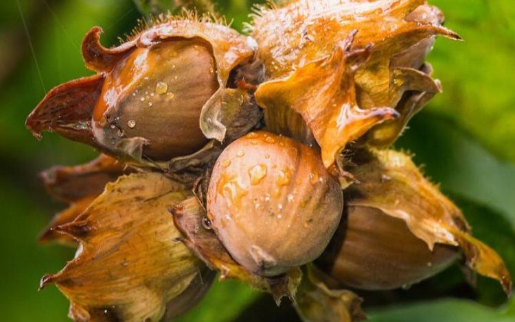 Fındık alım fiyatları belli oldu Fındık alım fiyatları belli oldu