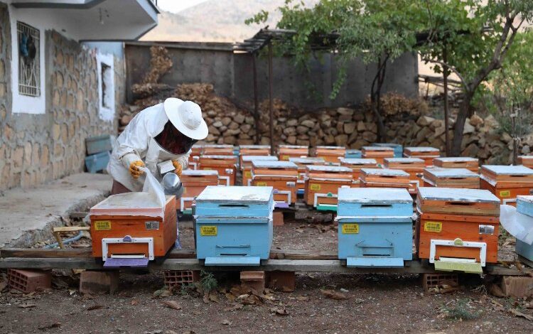 Mardinli kadınlardan ‘bal’lı kazanç