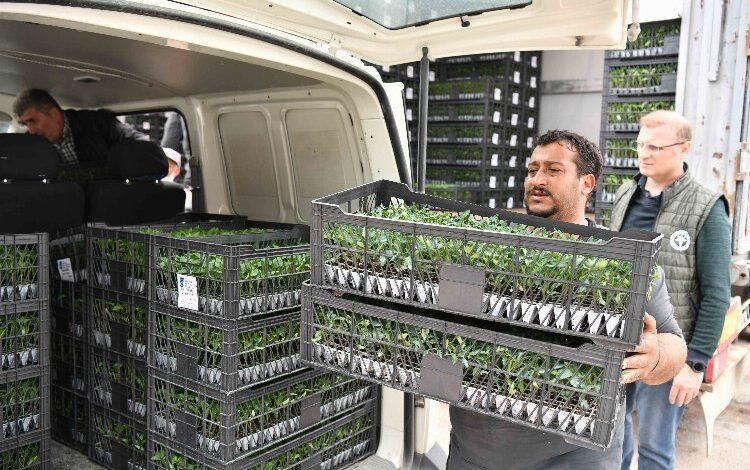 Yerel çiftçilere sebze fidesi desteği