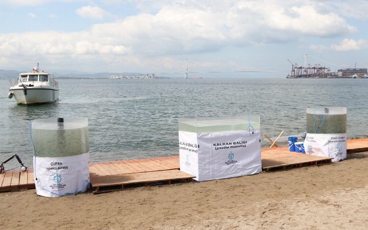 6 bin yavru balık Körfez’e salındı