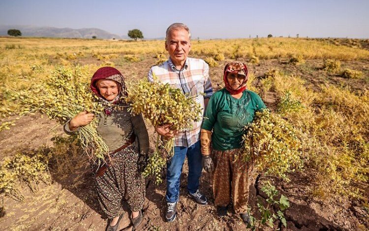 Hibe nohutta hasat sevinci