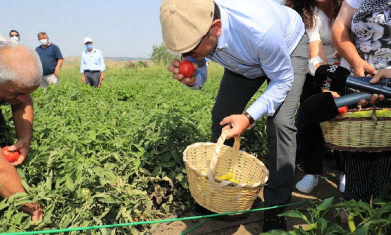 Ekrem İmamoğlu ilk hasadı çiftçilerle yaptı Ekrem İmamoğlu ilk hasadı çiftçilerle yaptı