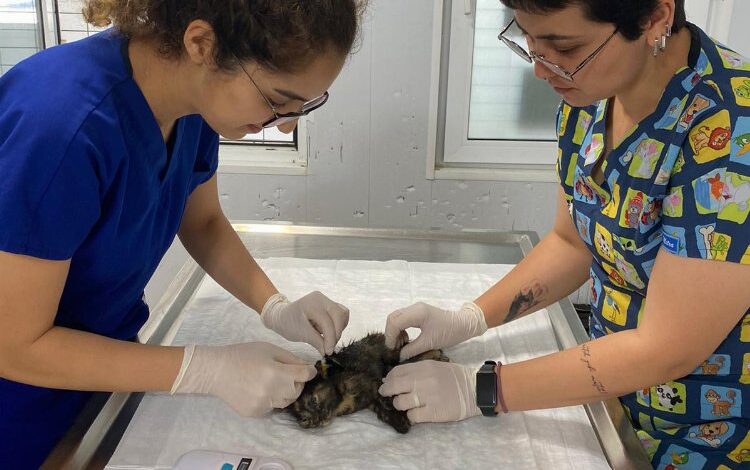 Bodrum’da yaralanan yavru kedi için seferber olundu