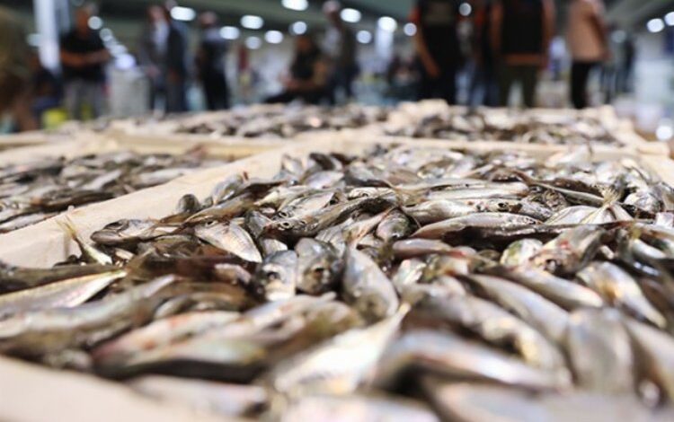 Balıklar da zamlardan nasibini aldı! Hangi balık nasıl pişirilir?