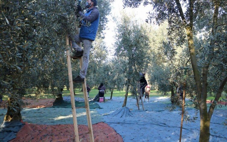 Marmarabirlik’ten zeytin üreticisine ikinci ödeme