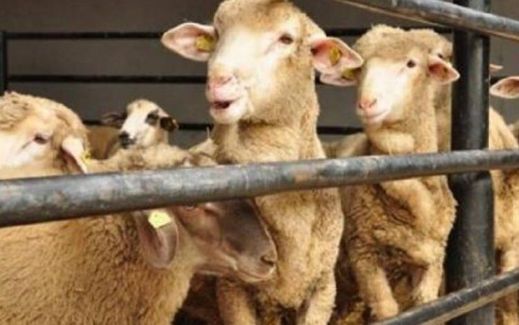 Kurban Bayramı kredi aramalarını artırdı