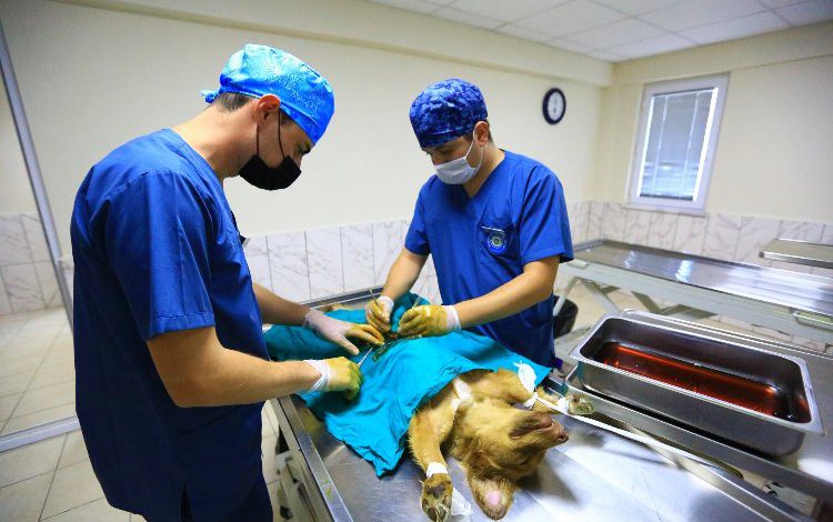 Muğla Büyükşehir 26 bin can dostu tedavi etti Muğla Büyükşehir 26 bin can dostu tedavi etti