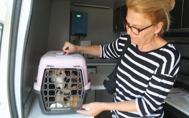 Bodrum’da sokak hayvanlarına sağlık hizmeti