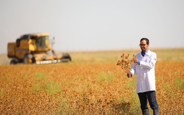 Konya’da susuz tarımla aspir hasadı