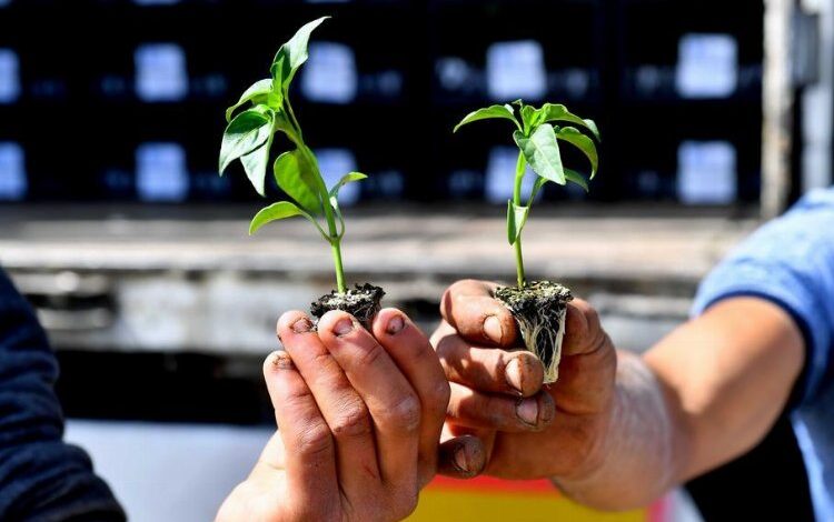 Çiftçilere hibe destekli sebze fidesi Çiftçilere hibe destekli sebze fidesi