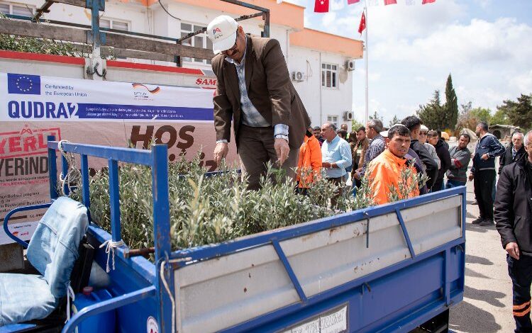 Üreticilere zeytin fidanı desteği