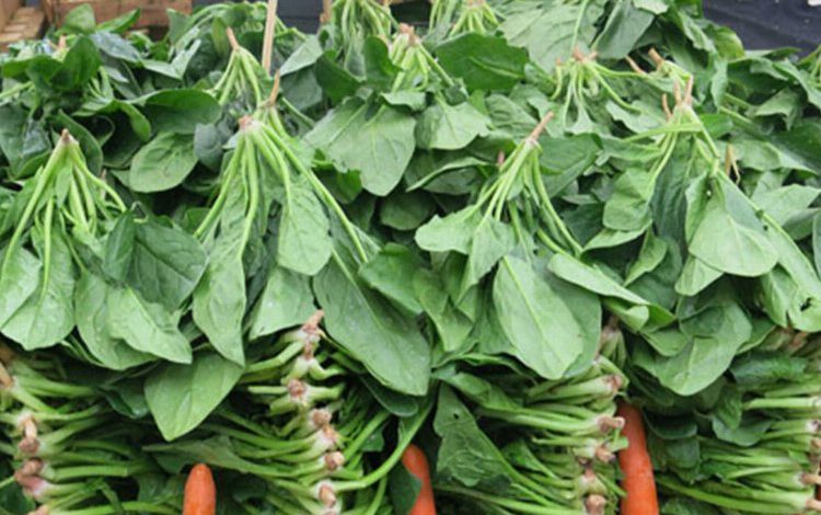 Ispanak kalbe ve beyne iyi geliyor Ispanak kalbe ve beyne iyi geliyor