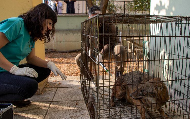 Bursa Nilüfer’de yaralı çakal sağlığına kavuşturuldu Bursa Nilüfer’de yaralı çakal sağlığına kavuşturuldu