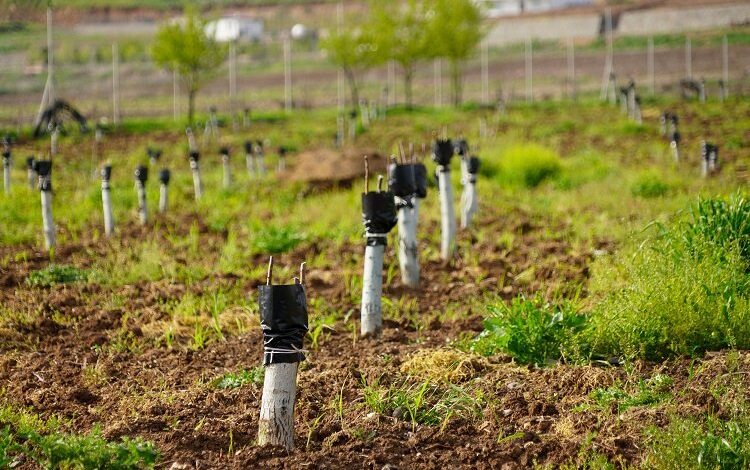 Diyarbakır’da fıstık ve ceviz ağaçları aşılanıyor Diyarbakır’da fıstık ve ceviz ağaçları aşılanıyor