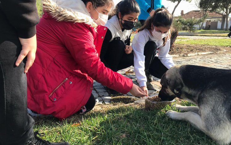İzmir Bergama sokak hayvanları için AB Projesi İzmir Bergama sokak hayvanları için AB Projesi
