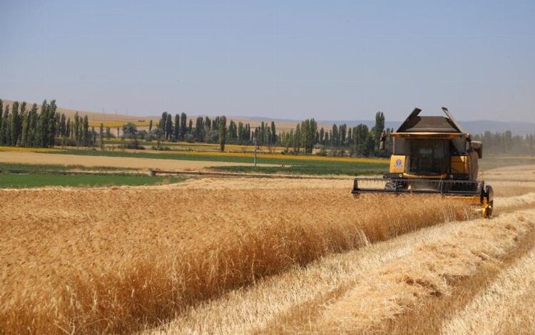 Karakılçık buğdayında hasat sevinci