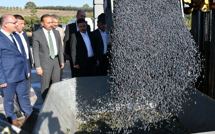Bursa’da zeytin hasadı ve yağ üretimine start Mudanya’dan Bursa’da zeytin hasadı ve yağ üretimine start Mudanya’dan