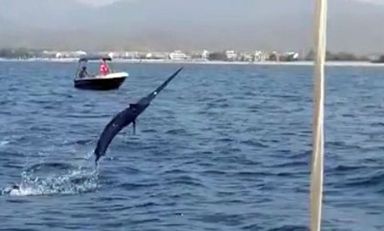 Muğla Fethiye’de oltasına 3 metrelik Kılıç balığı takıldı Muğla Fethiye’de oltasına 3 metrelik Kılıç balığı takıldı