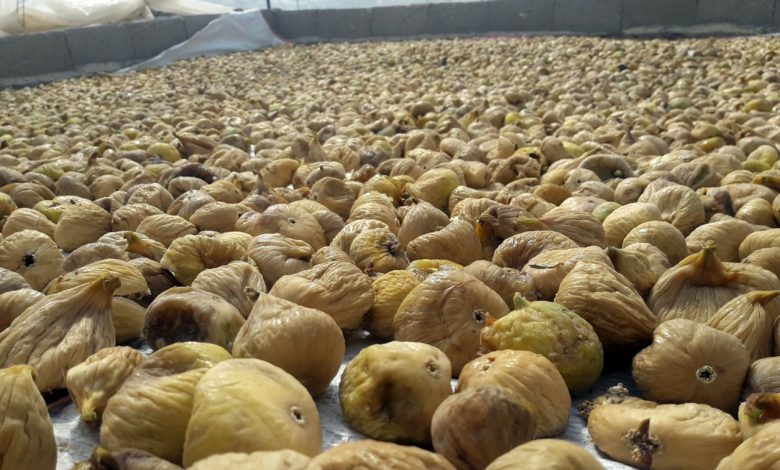 Egeli ihracatçıların kuru incir seferberliği Egeli ihracatçıların kuru incir seferberliği