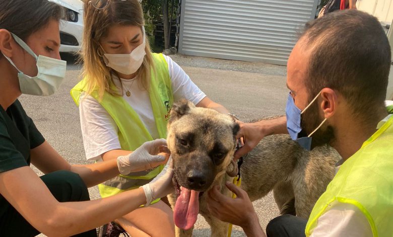 İstanbul’da HAÇİKO Yaşam Çiftliği kuracak