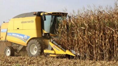 Lazerli ekilen mısırda hasat zamanı