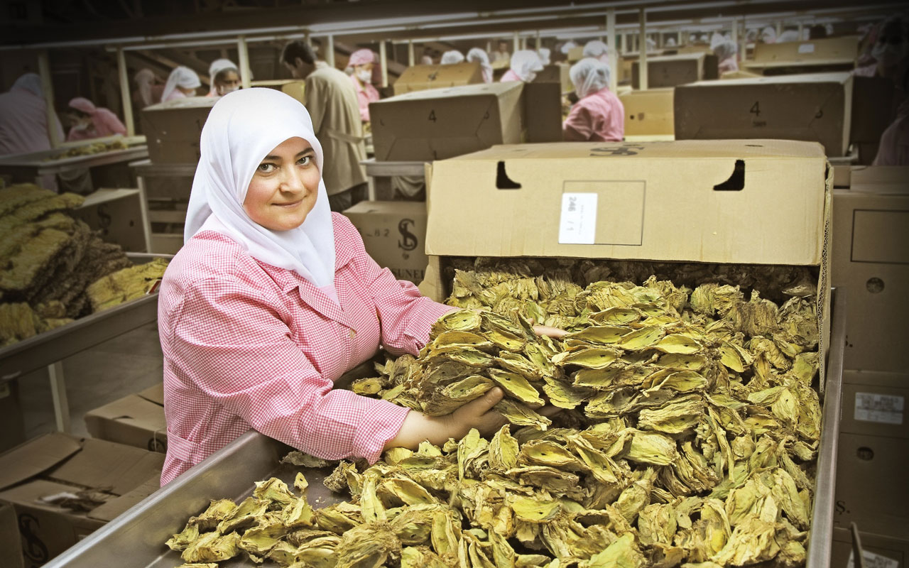 Şark tipi tütün üretimi dünya liderliğini koruyor