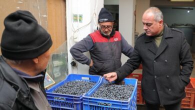 Gemlik zeytini alım fiyatları yüzde 20 arttı!