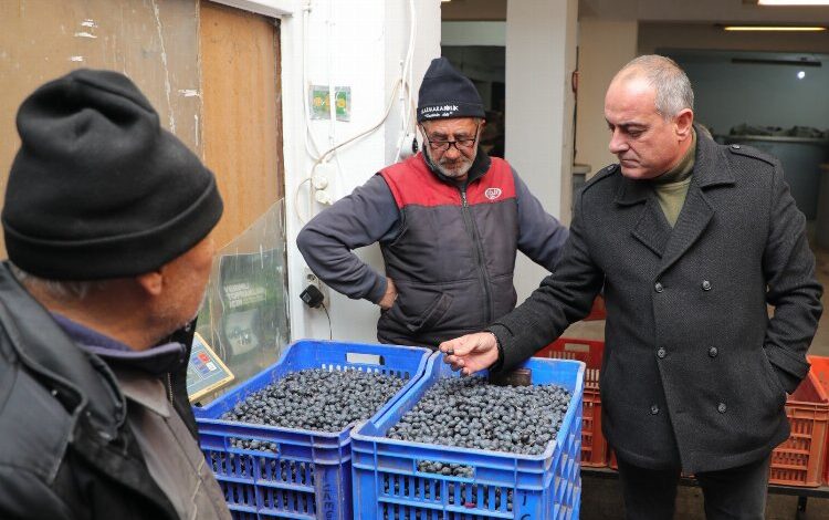 Gemlik zeytini alım fiyatları yüzde 20 arttı! Gemlik zeytini alım fiyatları yüzde 20 arttı!