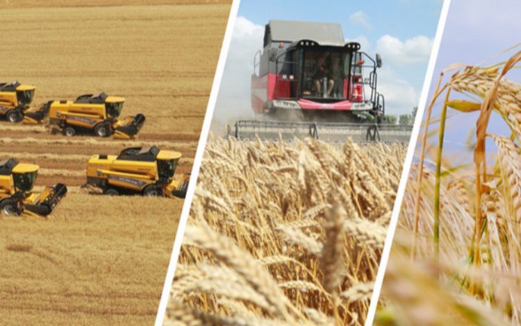 Bakan Yumaklı açıkladı… TİGEM işletmelerinden hasat rekoru! Bakan Yumaklı açıkladı… TİGEM işletmelerinden hasat rekoru!