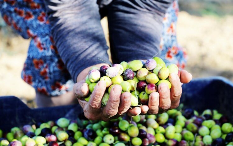 Zeytinde yüzler gülüyor! Sıra festivalde