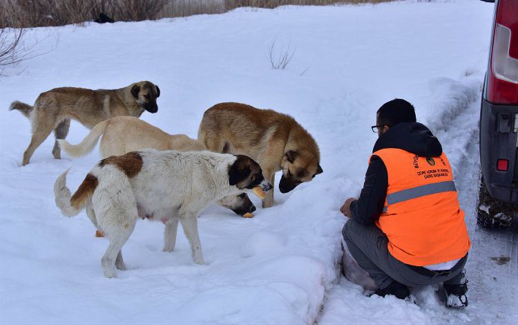 Malatya’da sokak hayvanları beslendi