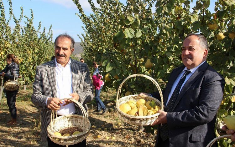 İzmir Selçuk’ta ‘ayva’ hasadı başladı İzmir Selçuk’ta ‘ayva’ hasadı başladı