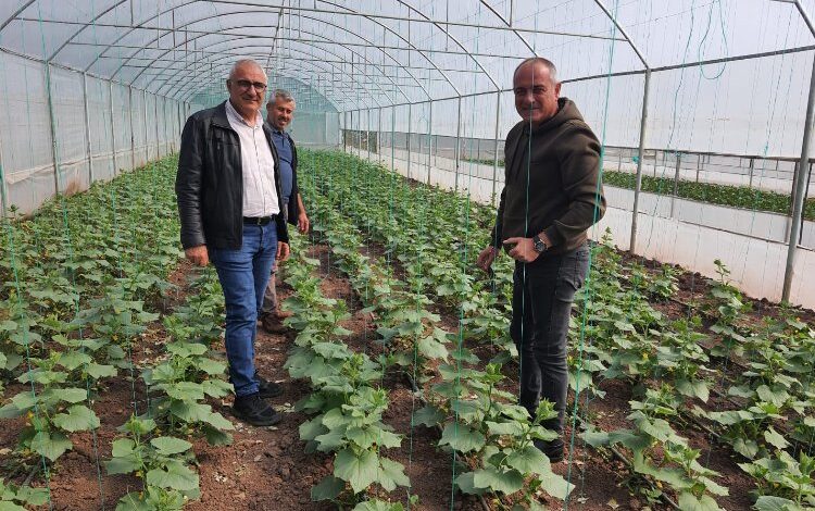 Bursa Gemlik’te organik tarım çalışmaları