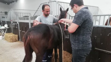 Bursa’da yeni doğan tayların tescili sürüyor