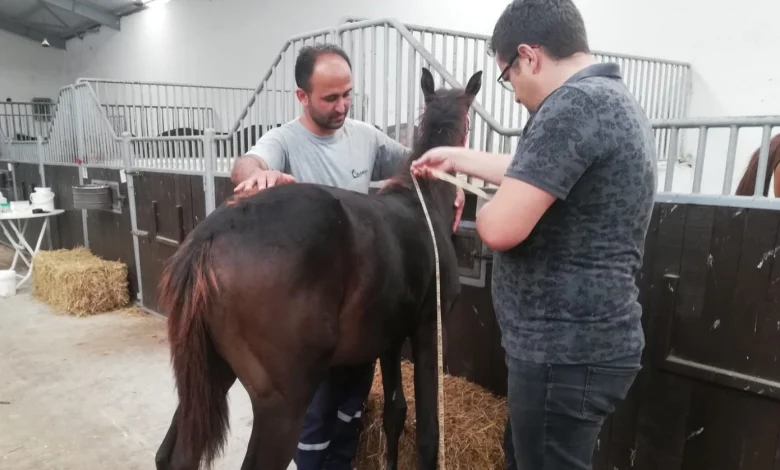 Bursa’da yeni doğan tayların tescili sürüyor