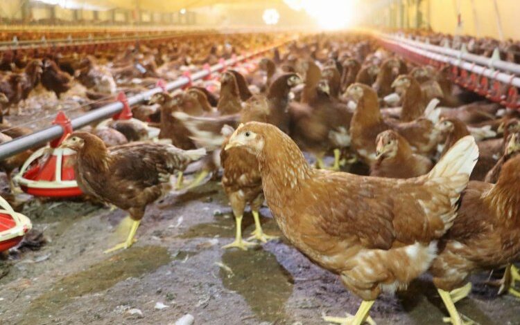 Kümes hayvancılığında yumurta üretimi arttı