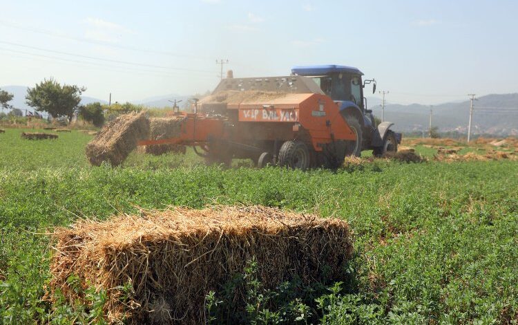 Muğla’da balyalar hazırlanıyor… Kaba yem üreticiye dağıtılacak Muğla’da balyalar hazırlanıyor… Kaba yem üreticiye dağıtılacak