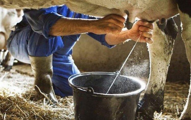 Ticari süt işletmelerince 786 bin 213 ton inek sütü toplandı Ticari süt işletmelerince 786 bin 213 ton inek sütü toplandı