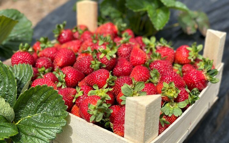 Sakarya çilekte üretim rekoru bekliyor Sakarya çilekte üretim rekoru bekliyor