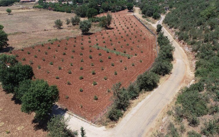 Muğla’da 230 bine yakın ağaç toprakla buluştu Muğla’da 230 bine yakın ağaç toprakla buluştu